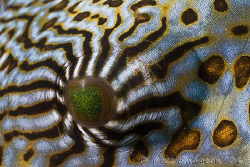 Map Pufferfish eye.  Ningaloo Reef, Western Australia.  C... by Ross Gudgeon 